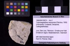 Foto (Objekt + Etiketten) von Tuberosagalathea neojurensis (Patrulius, 1959) (NHMW-GEO-1990-0041-0474)